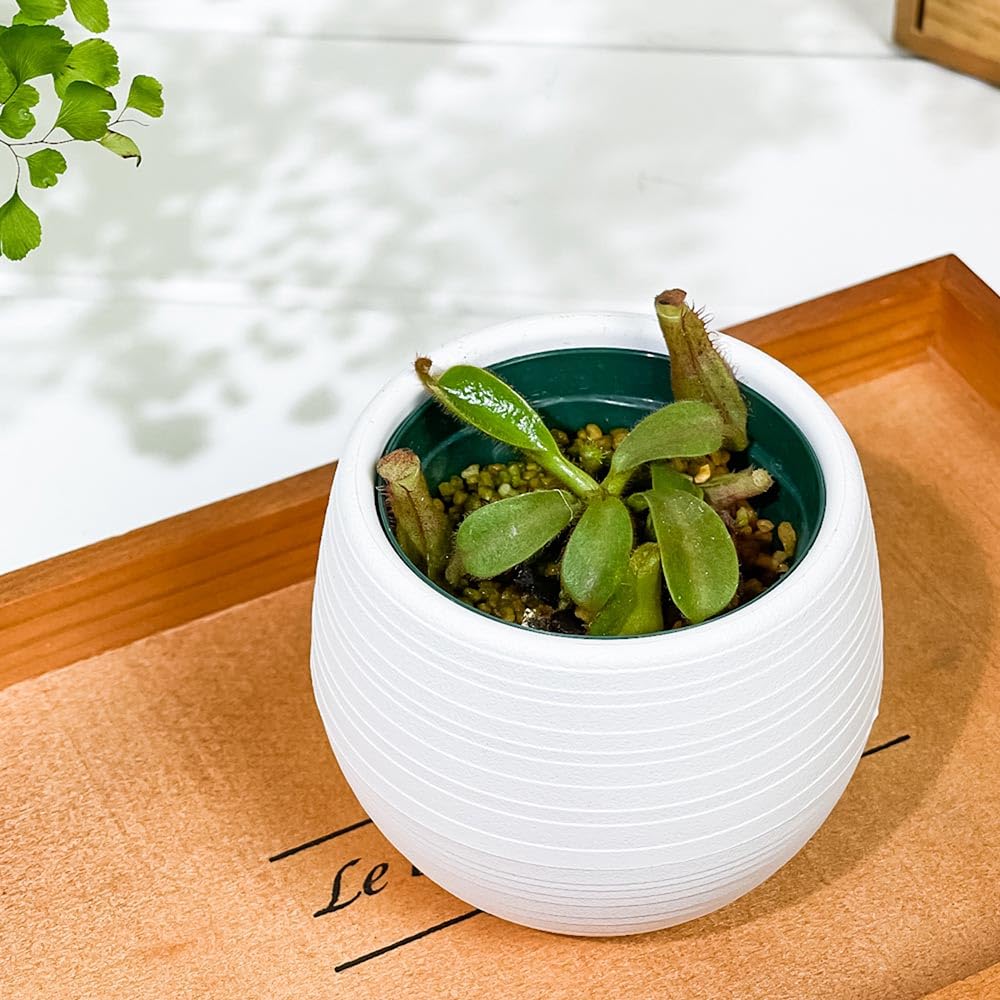 Amazon｜PLANCHU 食虫植物 ネペンテス ビーチ系 ハイブリッド 3